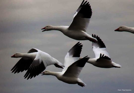 Ross's Goose
